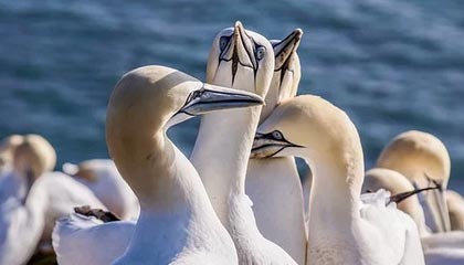 开云官网-曼联客场挑战伯恩茅斯，胜负难断，曼联队伯恩利