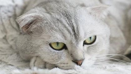 开云·体育官网APP下载-爵士大将戈贝尔连续场砍下+板，戈贝尔27+12爵士轻取雄鹿