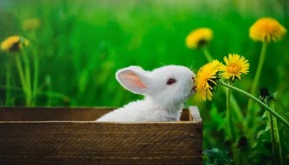 开云·Kaiyun网页版-篮球联赛市场影响力不断扩大，全国篮球联赛优势